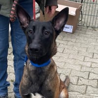 Capucine, chienne à adopter