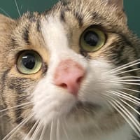 GASPARD, chat à adopter