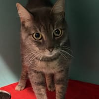 MAX, chat à adopter