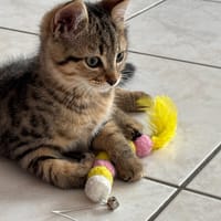 MUFFIN QCT, chat à adopter