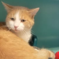 AMISH, chat à adopter
