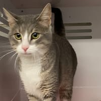 MARLY, chat à adopter