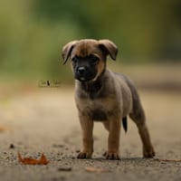 Bram, chien à adopter