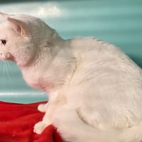 ZELDA, chatte à adopter