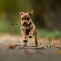 Ambre, chienne à adopter