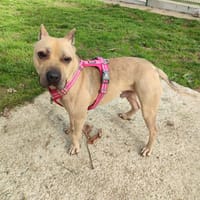 TROTTY QCN, chien à adopter