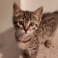 Billy [Chaton], chat à adopter
