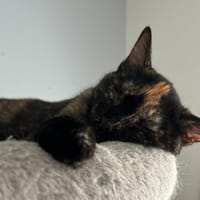 ARTEMIS, chatte à adopter