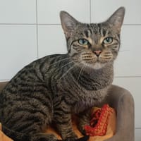 LUNA, chatte à adopter