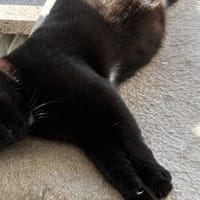 WACKA, chatte à adopter