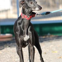 Senju, chienne à adopter