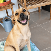 Aïka la miraculée, chienne à adopter