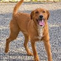 BYTCHOU la bouille d'amour, chien à adopter
