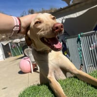 BENITO (Los Reyes), chien à adopter