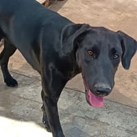 SUKI (MARTINA), chienne à adopter