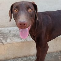 PIXEL (MARTINA), chien à adopter