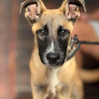 ZIGGY (Maria), chien à adopter