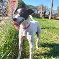 PANDA (Maria), chien à adopter