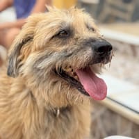 OLLIE (Maria), chien à adopter