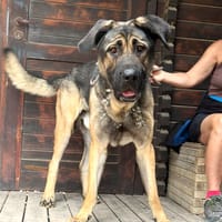 MOOSE (Maria), chien à adopter