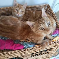 CILAOS & SALAZIE, chat à adopter