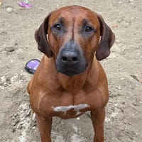 King Arthur, reutjes ter adoptie
