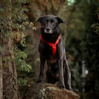 Scooter, reutjes ter adoptie