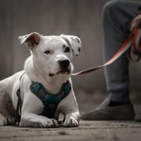 Tijn, reutjes ter adoptie