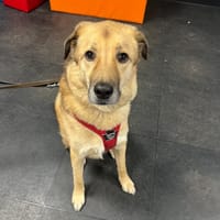 Kyon, reutjes ter adoptie
