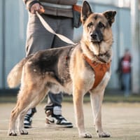 Bumper, teefjes ter adoptie
