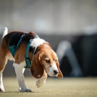 Rio, reutjes ter adoptie