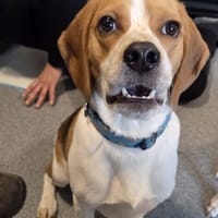 Dex, reutjes ter adoptie