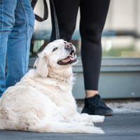 Nola, teefjes ter adoptie