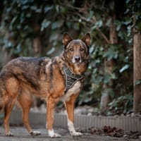 Hope, teefjes ter adoptie