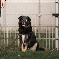 Bruno, reutjes ter adoptie