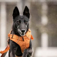 Tina, teefjes ter adoptie