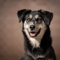 Nina, teefjes ter adoptie