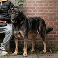 Silver, reutjes ter adoptie
