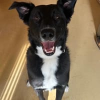 Talio, reutjes ter adoptie