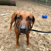 Grace, teefjes ter adoptie