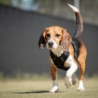 Charlie, reutjes ter adoptie