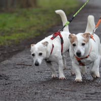 Nigel & Jovi, reutjes ter adoptie