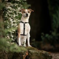 Bob, eindelijk durft hij zichzelf te zijn, reutjes ter adoptie
