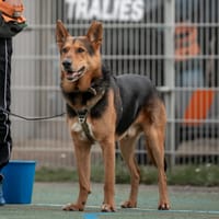 Sol, reutjes ter adoptie