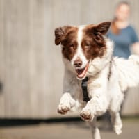 Jena, teefjes ter adoptie
