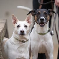 Chevy en Chanel, reutjes ter adoptie
