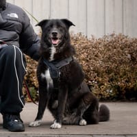 Rosco, reutjes ter adoptie