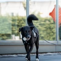 Talio, reutjes ter adoptie