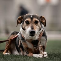 Castor, reutjes ter adoptie