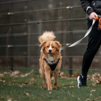 Biscuit, reutjes ter adoptie